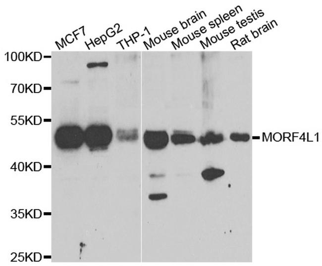 MRG15 Antibody in Western Blot (WB)