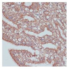 MOB4 Antibody in Immunohistochemistry (Paraffin) (IHC (P))