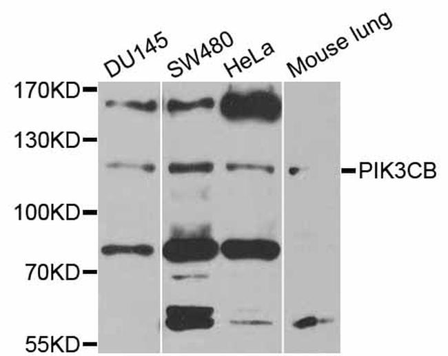 PIK3CB Antibody in Western Blot (WB)