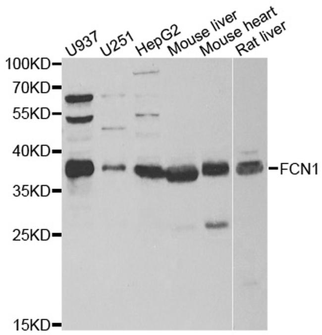 FCN1 Antibody in Western Blot (WB)