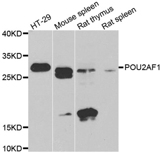 BOB-1 Antibody in Western Blot (WB)