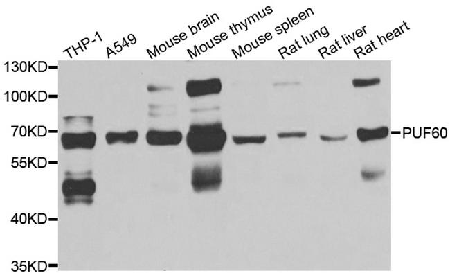 PUF60 Antibody in Western Blot (WB)