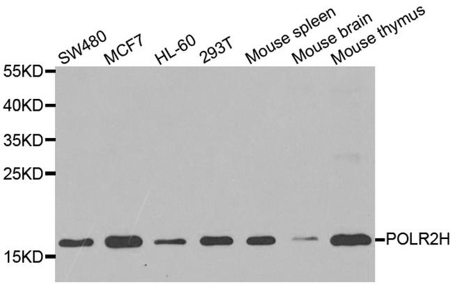 POLR2H Antibody in Western Blot (WB)