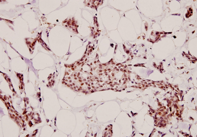 Heparin Cofactor II Antibody in Immunohistochemistry (Paraffin) (IHC (P))