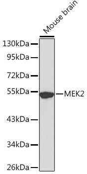 MEK2 Antibody in Western Blot (WB)