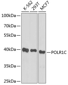 POLR1C Antibody in Western Blot (WB)
