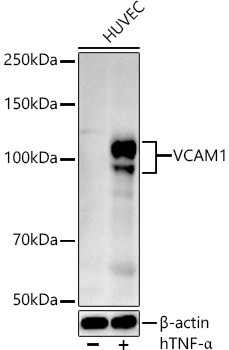 VCAM-1 Antibody in Western Blot (WB)
