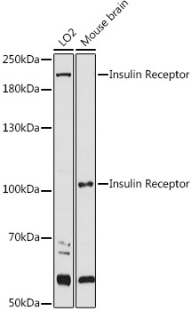 INSR Antibody in Western Blot (WB)