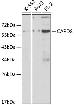 CARD8 Antibody in Western Blot (WB)