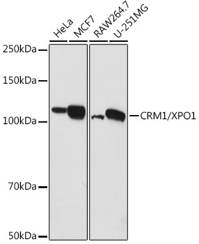 CRM1 Antibody in Western Blot (WB)