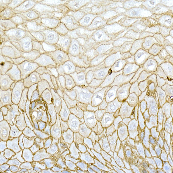 CD44 Antibody in Immunohistochemistry (Paraffin) (IHC (P))