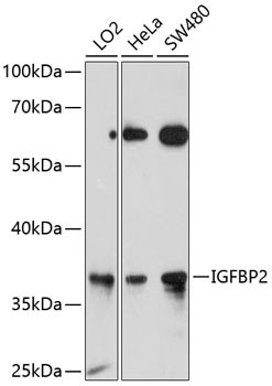IGFBP2 Antibody in Western Blot (WB)