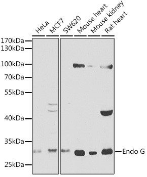 ENDOG Antibody in Western Blot (WB)