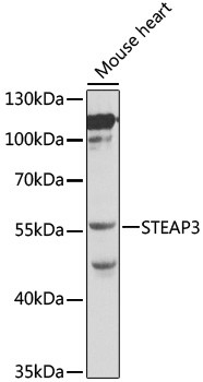 STEAP3 Antibody in Western Blot (WB)