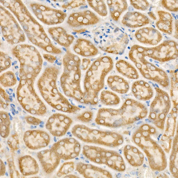 BMP-7 Antibody in Immunohistochemistry (Paraffin) (IHC (P))