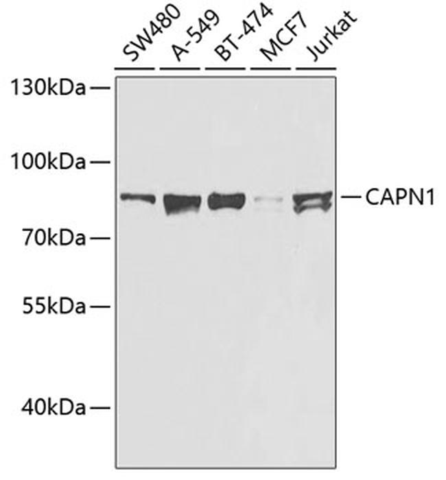 Calpain 1 Antibody in Western Blot (WB)