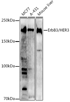 ErbB3 Antibody in Western Blot (WB)