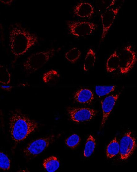 HSP60 Antibody in Immunocytochemistry (ICC/IF)