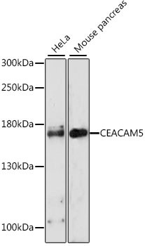 CEACAM5 Antibody in Western Blot (WB)