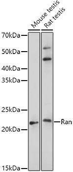 RAN Antibody in Western Blot (WB)