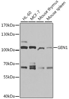 GEN1 Antibody in Western Blot (WB)