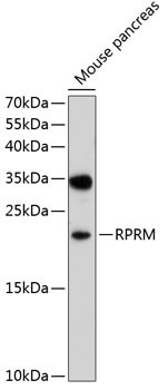 RPRM Antibody in Western Blot (WB)