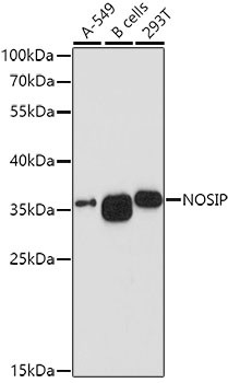NOSIP Antibody in Western Blot (WB)