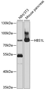 HBS1L Antibody in Western Blot (WB)