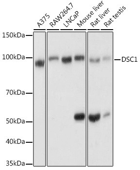 DSC1 Antibody in Western Blot (WB)