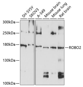 ROBO2 Antibody in Western Blot (WB)