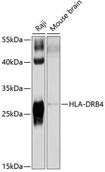 HLA-DRB4 Antibody in Western Blot (WB)
