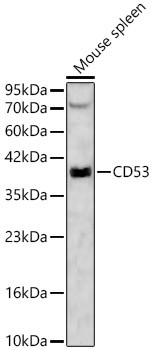 CD53 Antibody in Western Blot (WB)