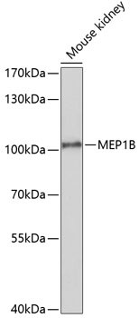 MEP1B Antibody in Western Blot (WB)