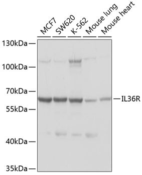 IL1RL2 Antibody in Western Blot (WB)