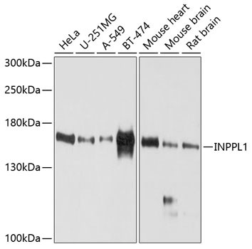 SHIP2 Antibody in Western Blot (WB)