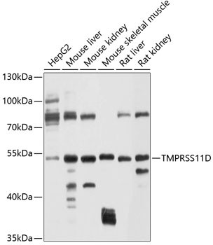 TMPRSS11D Antibody in Western Blot (WB)