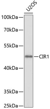 CIR1 Antibody in Western Blot (WB)