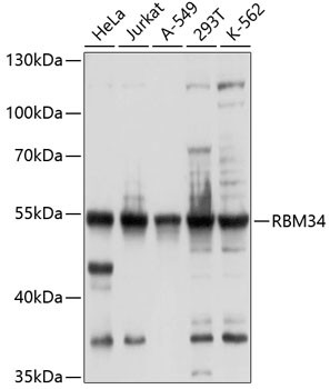 RBM34 Antibody in Western Blot (WB)