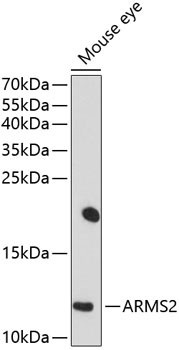 ARMS2 Antibody in Western Blot (WB)