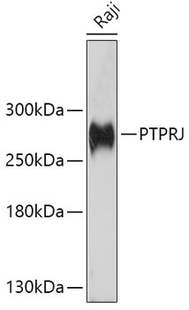 His6-DEP-1 Antibody in Western Blot (WB)