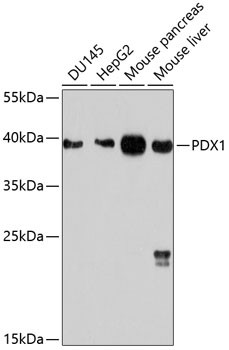 PDX1 Antibody in Western Blot (WB)