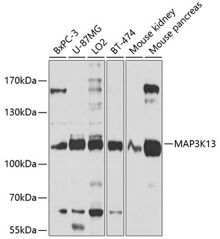 LZK Antibody in Western Blot (WB)