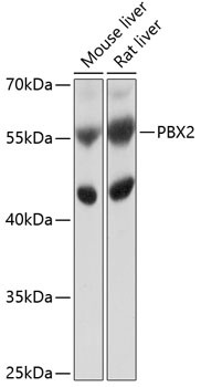 PBX2 Antibody in Western Blot (WB)