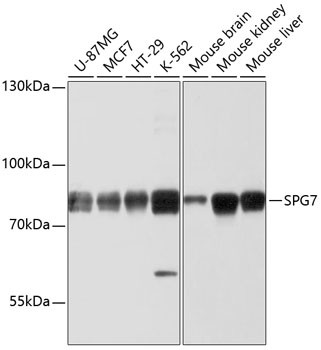 SPG7 Antibody in Western Blot (WB)