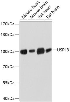 USP13 Antibody in Western Blot (WB)