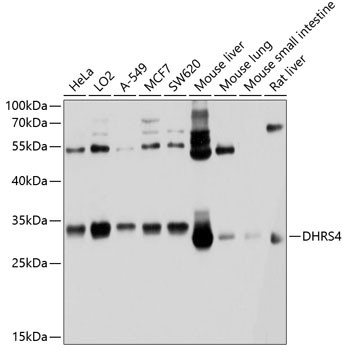 DHRS4 Antibody in Western Blot (WB)