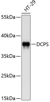 DCPS Antibody in Western Blot (WB)