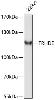 TRHDE Antibody in Western Blot (WB)