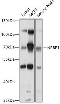 NRBP Antibody in Western Blot (WB)