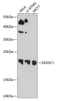 EXOSC1 Antibody in Western Blot (WB)